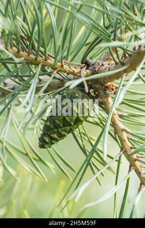 PIN rouge européen non mûr, cône Pinus sylvestris à la fin de l'été en Estonie. Banque D'Images