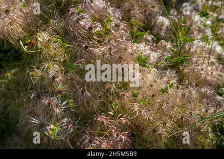 Gros plan de la graine de Clematis vitalba aka, Clematis sauvage ou la barbe de l'ancien homme Banque D'Images