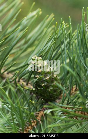 PIN rouge européen non mûr, cône Pinus sylvestris à la fin de l'été en Estonie. Banque D'Images