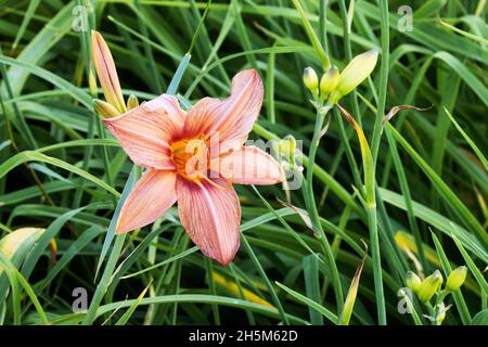 Un beau Daylis rose, Hemerocallis dans un jardin luxuriant dans la campagne estonienne, en Europe. Banque D'Images