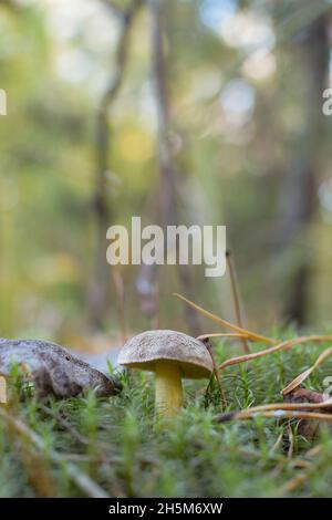 Dans la forêt pousse un petit champignon comestible sur la mousse.Le premier plan et l'arrière-plan sont très flous.Châssis vertical Banque D'Images