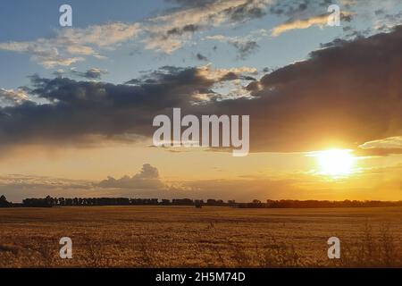 Champ de céréales d'été sur le fond d'un ciel nuageux et magnifique avec le soleil qui les sort.Magnifique coucher de soleil ou lever de soleil Banque D'Images