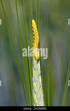 Larve d'hyménoptères de la famille des Tenthredinidae appelée sciés sur céréales - blé. Banque D'Images