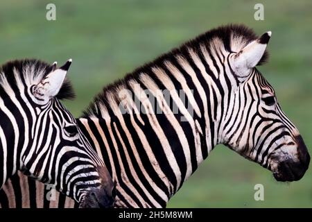 Gros plan sur le zèbre de jument ou de femme de Burchell (Equus quagga burchellii) avec son poulain au parc national d'Addo Elephant, Afrique du Sud. Banque D'Images