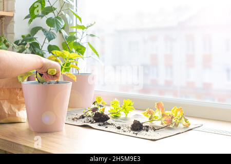 Le processus de plantation d'une maison Coleus dans un pot en plastique rose par un jardinier à la maison près de la fenêtre.Culture de plantes variétales.Santé mentale Banque D'Images