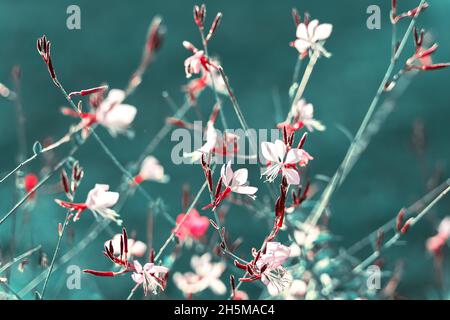 Belles fleurs sauvages en plein soleil.Prise de vue avec mise au point douce sélective.Couleur bleu-vert.Lumière douce et aérée, fond d'art naturel. Banque D'Images