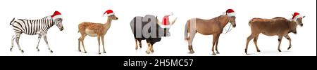 Animaux mignons en chapeaux de Père Noël sur fond blanc Banque D'Images
