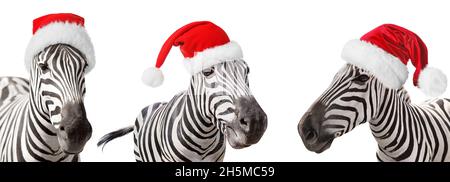 Jolis zèbres en chapeaux de Père Noël sur fond blanc Banque D'Images