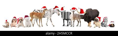 Animaux mignons en chapeaux de Père Noël sur fond blanc Banque D'Images