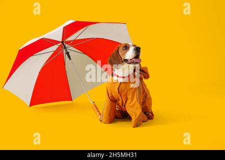 Joli chien Beagle en imperméable avec parapluie ouvert sur fond jaune Banque D'Images