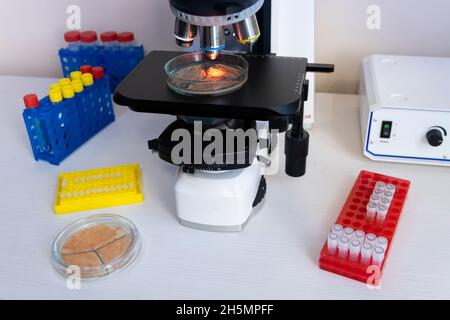 En laboratoire, les bactéries sont étudiées au microscope, un plan général d'un lieu de travail avec un grand microscope et des portoirs avec des tubes à essai. Banque D'Images