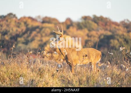 Buck de cerf de Virginie (Odocoileus virginianus) avec bois dans le champ avec un arrière-plan de feuillage d'automne Banque D'Images