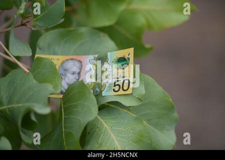 Note australienne de cinquante dollars au milieu des feuilles d'arbre vert dans la nature. Banque D'Images