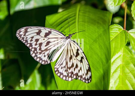 Le papillon nymphe blanc (idée leuconoe) est un papillon connu spécialement pour sa présence dans les maisons de papillons et les expositions de papillons vivants. Banque D'Images
