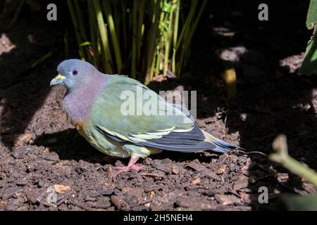 Le pigeon vert à col rose (Treron vernans) se trouve sur la branche.C'est un pigeon de taille moyenne avec un plumage principalement vert; Banque D'Images