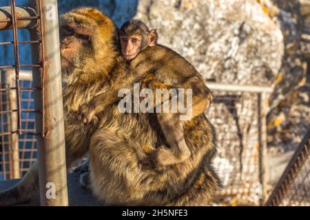 Magot singe portant bébé au Rocher de Gibraltar Banque D'Images