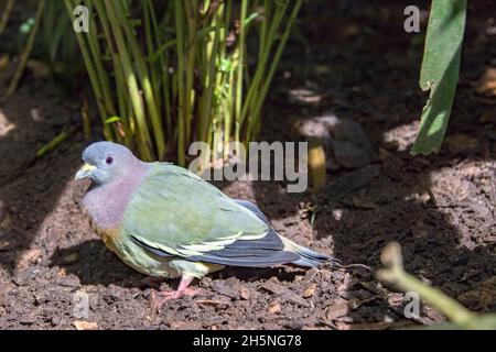 Le pigeon vert à col rose (Treron vernans) se trouve sur la branche.C'est un pigeon de taille moyenne avec un plumage principalement vert; Banque D'Images