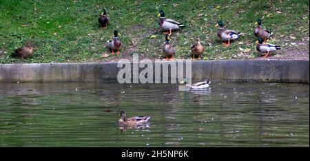 Grand groupe de canards colverts nageant dans un lac calme et se détendant sur l'herbe à côté de lui dehors Banque D'Images