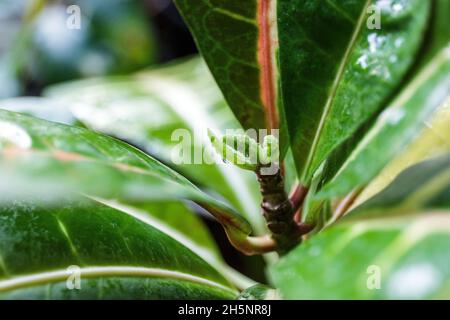 Gros plan des feuilles vertes.Gouttes d'eau sur la feuille verte du palmier, gros plan, photo macro.De grandes feuilles avec des gouttes dessus. Banque D'Images