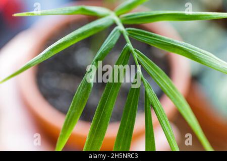 Gros plan des feuilles vertes.Gouttes d'eau sur la feuille verte du palmier, gros plan, photo macro.De grandes feuilles avec des gouttes dessus. Banque D'Images
