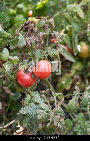 Maladies fongiques dangereuses des tomates, qui affecte les représentants de la nuit, surtout les pommes de terre.Cette maladie est causée par la position des organismes pathogènes entre les champignons et la tache grise des protozoaires Banque D'Images