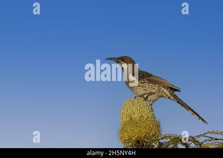 Grand honeyeater de couleur foncée connu sous le nom de wattlebird occidental (Anthochaera lunulata) perché dans une plante de banksia. Banque D'Images