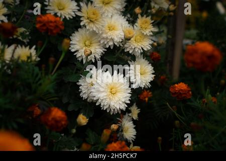 Jardin de chrysanthème. Fleurs d'automne blanches parmi les fleurs orange dans un lit de fleurs. De magnifiques chrysanthèmes délicats ont fleuri dans le parc. Mise au point douce Banque D'Images