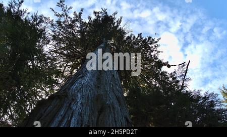 Vue à angle bas de l'ancien sapin de Douglas (Pseudotsuga menziesii) avec un énorme tronc dans la forêt pluviale tempérée de la réserve de parc national Pacific Rim, Canada. Banque D'Images