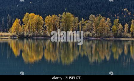 Vue sur le lac Moose en automne avec des arbres à feuilles caduques de couleur jaune qui se reflètent dans la surface d'eau calme du parc provincial du Mont Robson, Canada. Banque D'Images