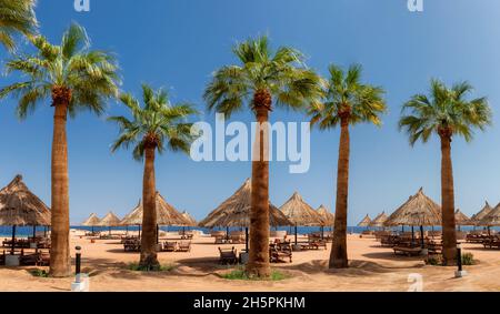 Palmiers à Sunny Beach dans une station tropicale à Charm Al-Cheikh, Egypte, Afrique. Banque D'Images