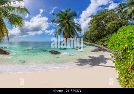 Plage de sable tropicale ensoleillée avec palmiers à noix de coco et mer tropicale.Vacances d'été plage tropicale. Banque D'Images