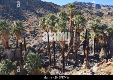 Grove of Desert Fan Palm (Washingtonia Fillifera) dans une oasis près de Palm Desert, Californie Banque D'Images