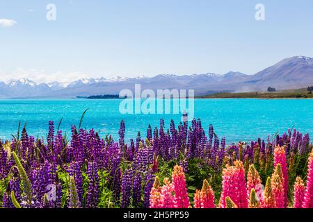 Champs de fleurs sur les rives du lac Tekapo, Île du Sud, Nouvelle-Zélande Banque D'Images