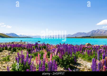 Paysages au bord du lac de Nouvelle-Zélande.Champs lupin et montagnes enneigées le long des rives du lac Tekapo Banque D'Images