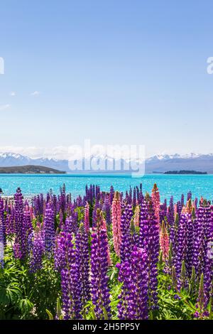 Champs de lupins colorés sur les rives du lac Tekapo, Nouvelle-Zélande Banque D'Images