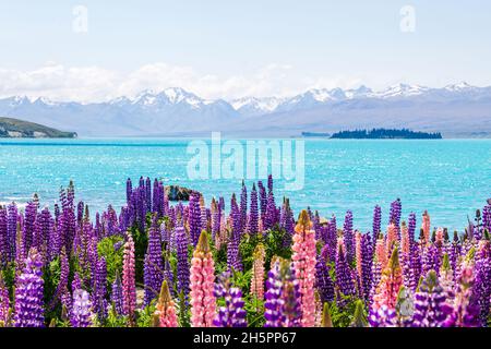 Les champs de Lupin et les montagnes enneigées le long des rives du lac Tekapo, en Nouvelle-Zélande Banque D'Images