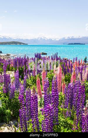 Champs de Lupin sur les rives du lac Tekapo, Nouvelle-Zélande Banque D'Images