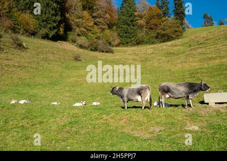 Deux vaches avec leurs nouveau-nés vaches sur un enclos dans les Alpes suisses Banque D'Images