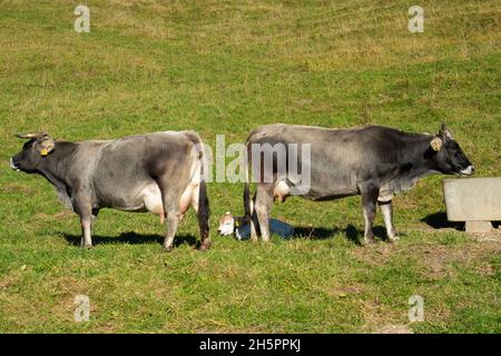 Deux vaches avec leurs nouveau-nés vaches sur un enclos dans les Alpes suisses Banque D'Images