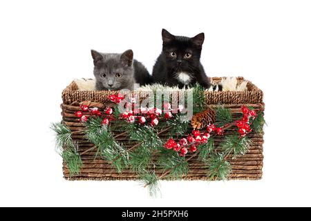 Deux adorables chatons de deux mois et demi, un gris et un noir avec un blanc, assis dans un panier en osier, décoré de brindilles de pin et de houx Banque D'Images