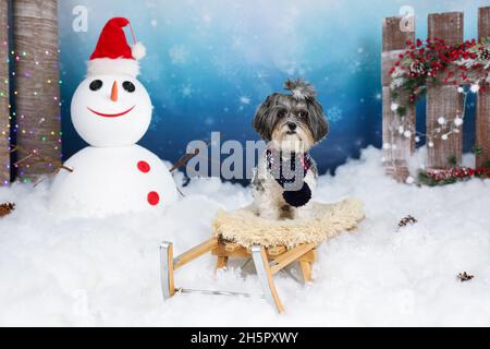 Mignon Bichon Havanais chien avec foulard bleu foncé sur un traîneau en bois vintage dans un décor de conte d'hiver avec neige, bonhomme de neige avec chapeau de Père Noël, arbres, coloré l Banque D'Images