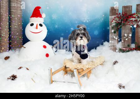 Mignon Bichon Havanais chien avec foulard bleu foncé sur un traîneau en bois vintage dans un décor de conte d'hiver avec neige, bonhomme de neige avec chapeau de Père Noël, arbres, coloré l Banque D'Images