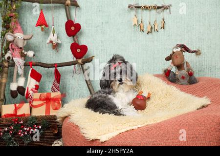 Adorable chien Bichon Havanais orné d'un noeud en ruban rouge, allongé sur un confortable fauteuil pouf avec couverture de tapis dans une maison de Noël décorée avec une échelle en bois comme Chris Banque D'Images