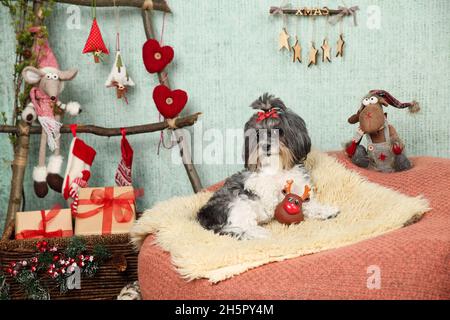 Adorable chien Bichon Havanais orné d'un noeud en ruban rouge, allongé sur un confortable fauteuil pouf avec couverture de tapis dans une maison de Noël décorée avec une échelle en bois comme Chris Banque D'Images