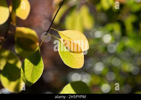 Cotinus coggygria 'flamme'.Fumez le feuillage du Bush en automne Banque D'Images