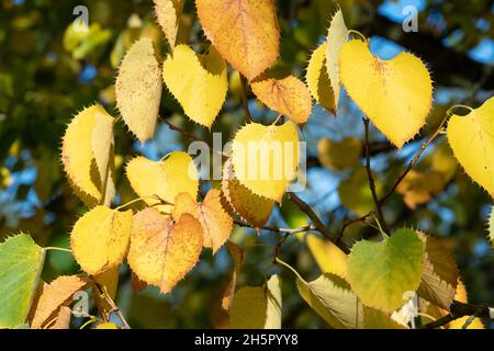 Tilia henryana var. Subglabra - Henrys feuillage de l'arbre à chaux en automne Banque D'Images