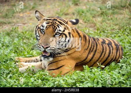 Les tigres du Bengale se prélassent au soleil sur l'herbe pendant la journée. Banque D'Images