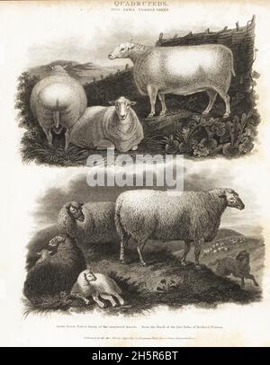 Les moutons communs, les Ovis aries et les moutons sud-bas pollinèrent des races améliorées, provenant du stock de la ferme modèle de Francis Russell, 5e duc de Bedford, Abbaye de Woburn.Gravure sur plaque de coperplate de la Cyclopedia d'Abraham Rees ou du Dictionnaire universel des arts, des sciences et de la littérature, de Longman, de Hurst, de Rees et d'Orme,Londres, 1807. Banque D'Images