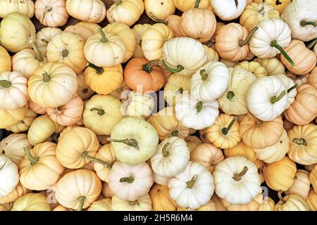 Vue de dessus de beaucoup de petit bébé blanc Boo citrouille avec la peau blanche et jaune dans le tas Banque D'Images