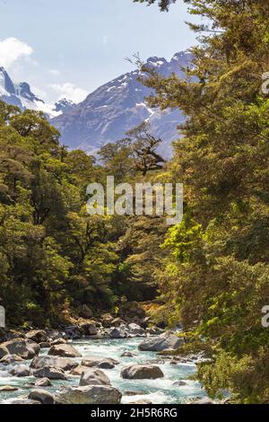 Parc national de Fiordland.Rivière Stormy parmi les arbres verts.Nouvelle-Zélande Banque D'Images